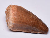MOSASAURUS TOOTH FOSSIL ANCEPS, F16