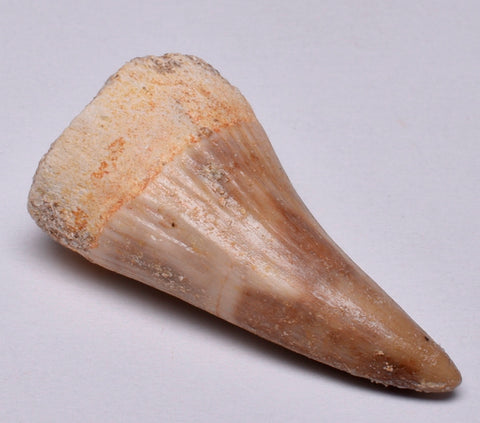 MOSASAURUS TOOTH FOSSIL ANCEPS, F17