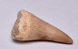 MOSASAURUS TOOTH FOSSIL ANCEPS, F17