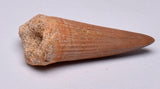 MOSASAURUS TOOTH FOSSIL ANCEPS, F18
