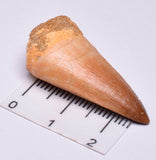 MOSASAURUS TOOTH FOSSIL ANCEPS, F34