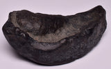 WHALE EAR BONE FOSSIL, Miocene, North Port Carolina, USA F134