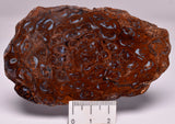 PALAEOSMUNDA WILLIAMSII Gould Plant Fossil Slice, QLD Australia S202