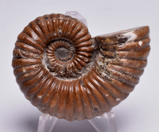 AMMONITE, Tropaeum jackii, WALSH RIVER, AUSTRALIA F149
