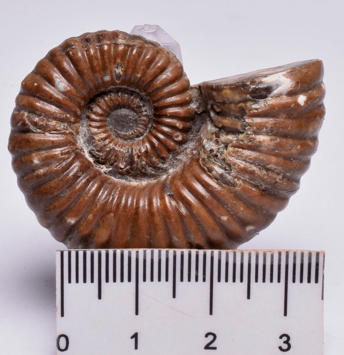 AMMONITE, Tropaeum jackii, WALSH RIVER, AUSTRALIA F149
