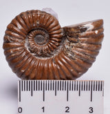 AMMONITE, Tropaeum jackii, WALSH RIVER, AUSTRALIA F149