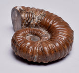 AMMONITE, Tropaeum jackii, WALSH RIVER, AUSTRALIA F149