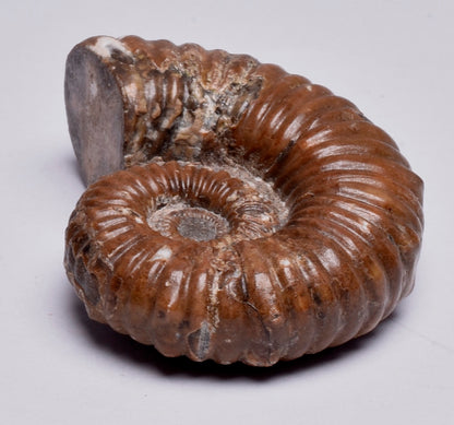 AMMONITE, Tropaeum jackii, WALSH RIVER, AUSTRALIA F149