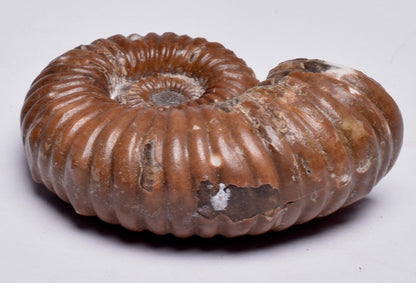 AMMONITE, Tropaeum jackii, WALSH RIVER, AUSTRALIA F149