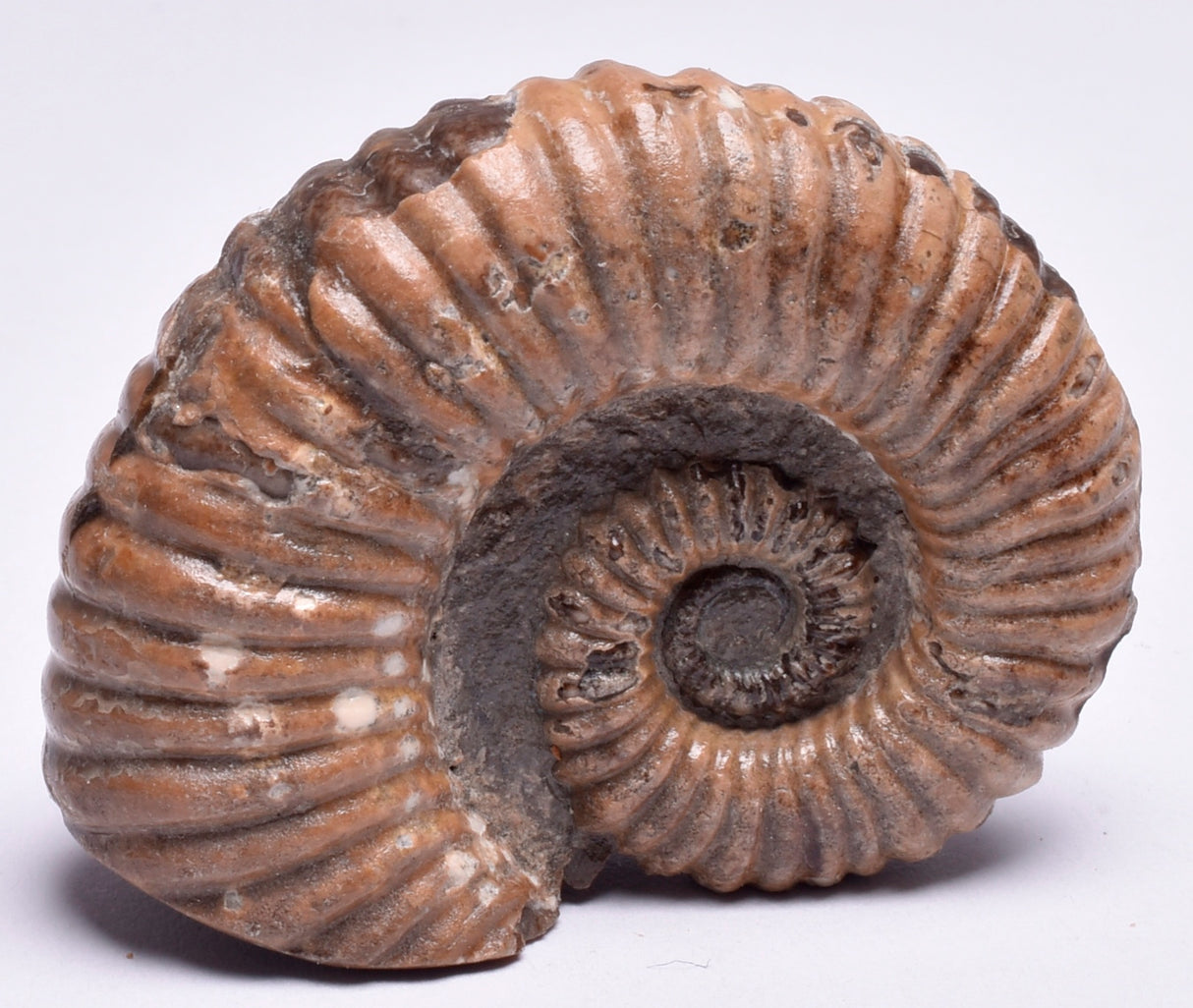AMMONITE, Tropaeum jackii, WALSH RIVER, AUSTRALIA F149