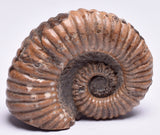 AMMONITE, Tropaeum jackii, WALSH RIVER, AUSTRALIA F149