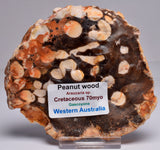 FOSSIL PEANUT WOOD SLICE, Western Australia S228