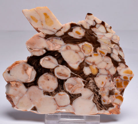 Peanut Wood Fossil Slice, Western Australia S257