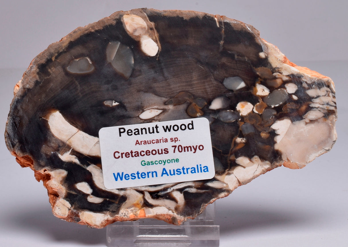 FOSSIL PEANUT WOOD SLICE, Western Australia S258
