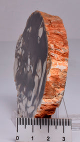 FOSSIL PEANUT WOOD SLICE, Western Australia S258