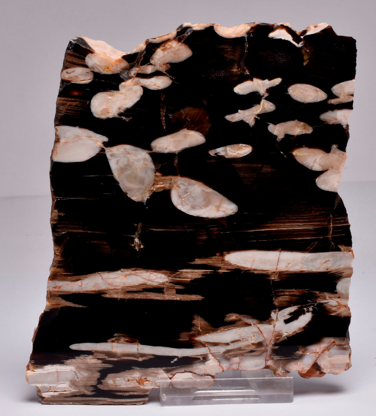 FOSSIL PEANUT WOOD SLICE, Western Australia S261