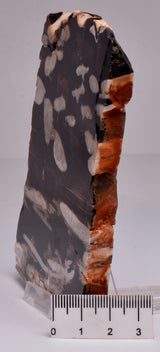 FOSSIL PEANUT WOOD SLICE, Western Australia S261