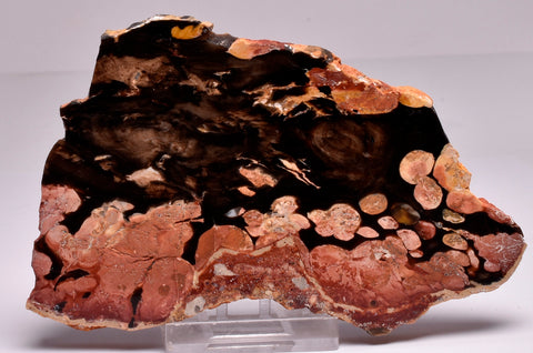 Peanut Wood Fossil Slice, Western Australia S259