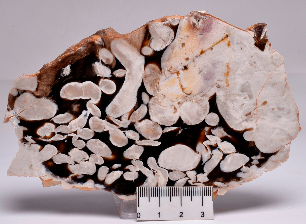 FOSSIL PEANUT WOOD SLICE, Western Australia S262