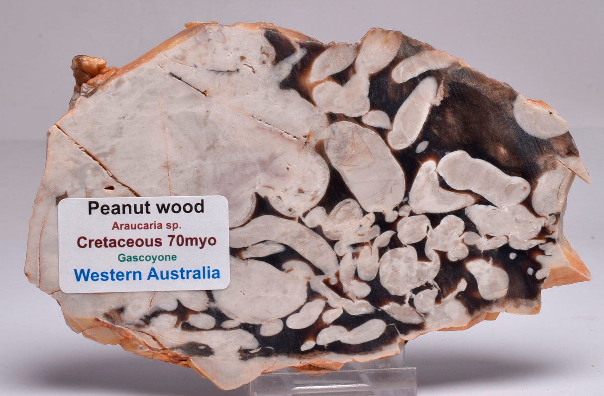 FOSSIL PEANUT WOOD SLICE, Western Australia S262