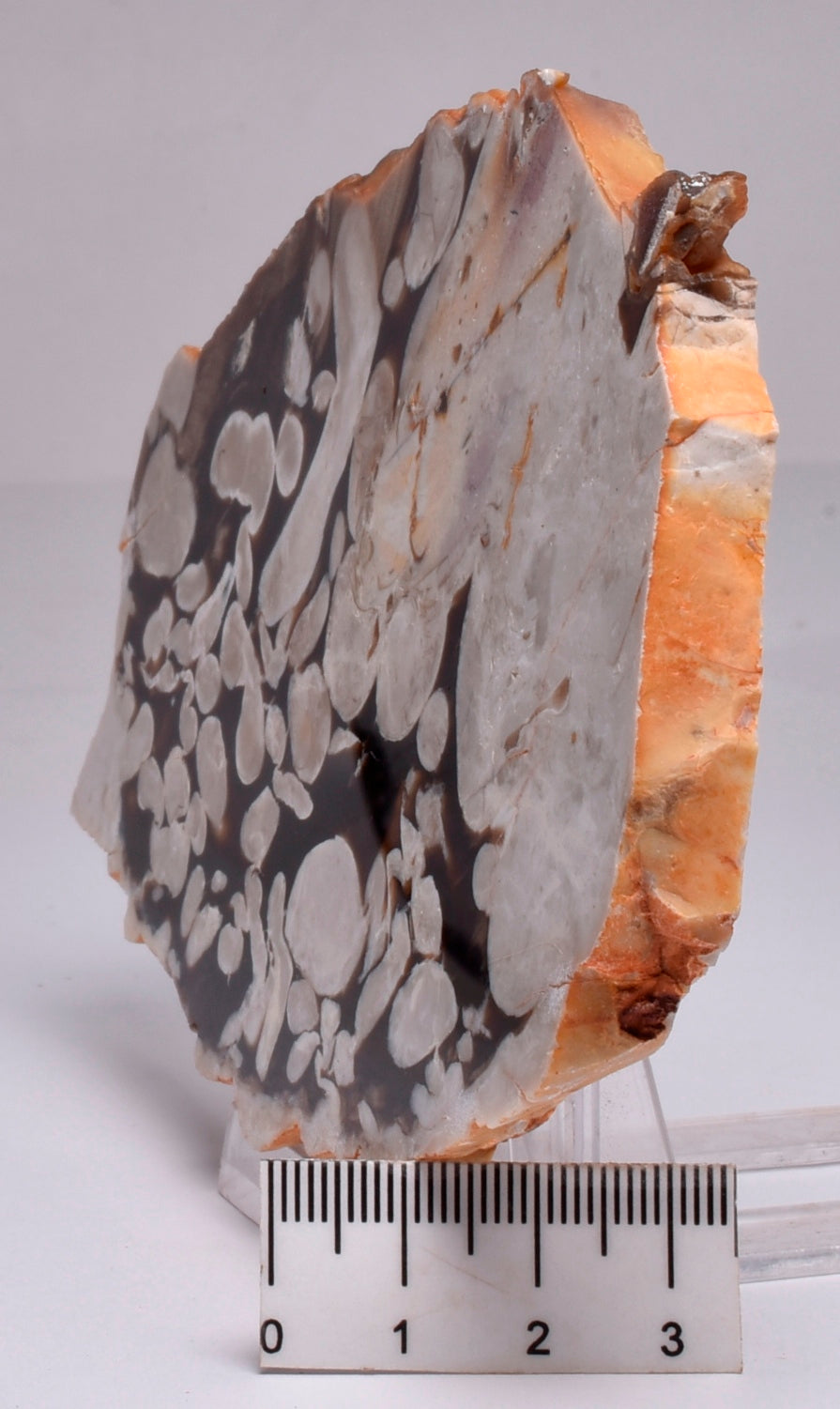 FOSSIL PEANUT WOOD SLICE, Western Australia S262