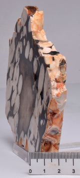 FOSSIL PEANUT WOOD SLICE, Western Australia S268