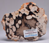 FOSSIL PEANUT WOOD SLICE, Western Australia S268
