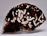 FOSSIL PEANUT WOOD SLICE, Western Australia S269