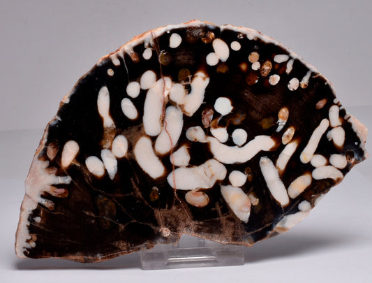 FOSSIL PEANUT WOOD SLICE, Western Australia S269