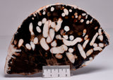 FOSSIL PEANUT WOOD SLICE, Western Australia S269