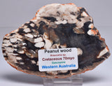 FOSSIL PEANUT WOOD SLICE, Western Australia S272