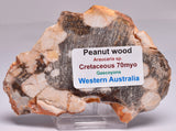 FOSSIL PEANUT WOOD SLICE, Western Australia S274