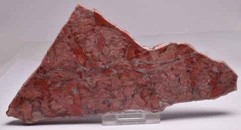 Stromatolite Inzeria Intia Fossil Polished Slice, N.T Australia S198