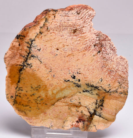 Stromatolite STRELLEY POOL SLICE, 3.4byo, Australia S261