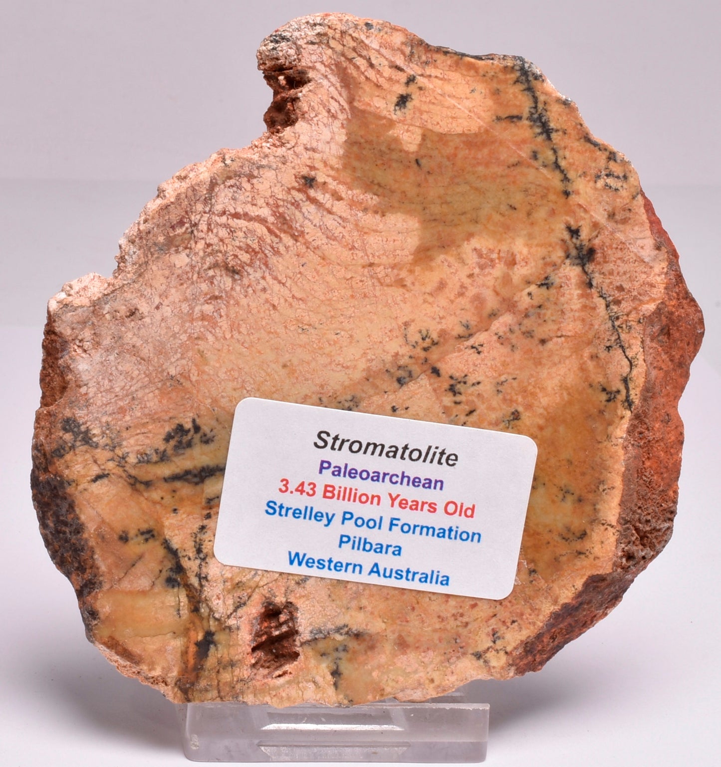 MICROBIAL MAT, Stromatolite STRELLEY POOL SLICE, 3.4byo, Australia S330