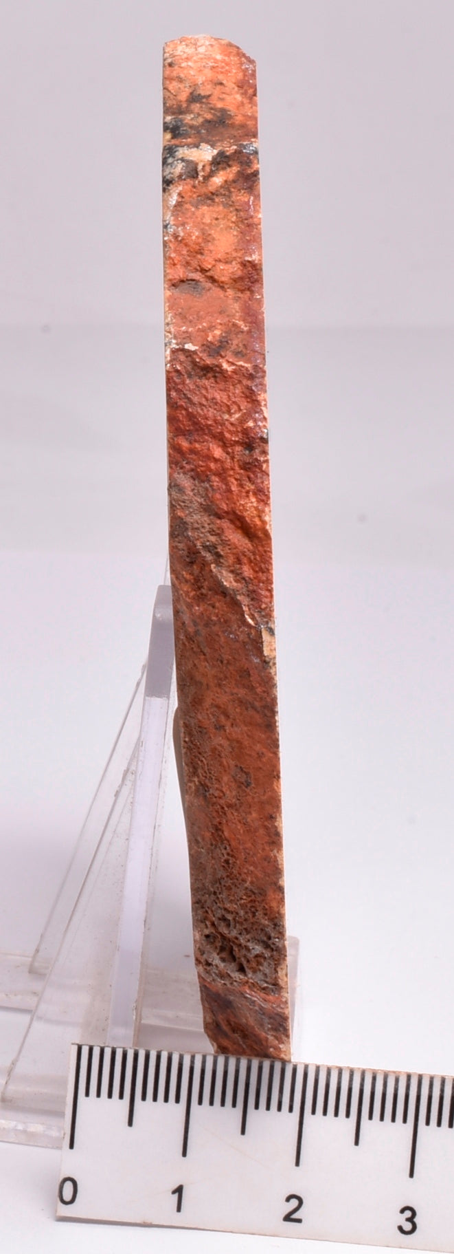 MICROBIAL MAT, Stromatolite STRELLEY POOL SLICE, 3.4byo, Australia S330