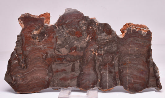 Stromatolite Inzeria Intia Fossil Polished Slice, N.T Australia S297