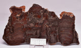 Stromatolite Inzeria Intia Fossil Polished Slice, N.T Australia S297