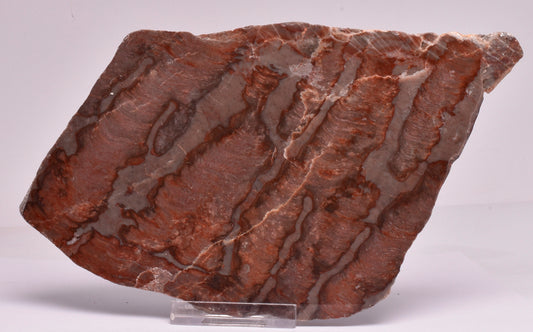 Stromatolite Inzeria Intia Fossil Polished Slice, N.T Australia S301