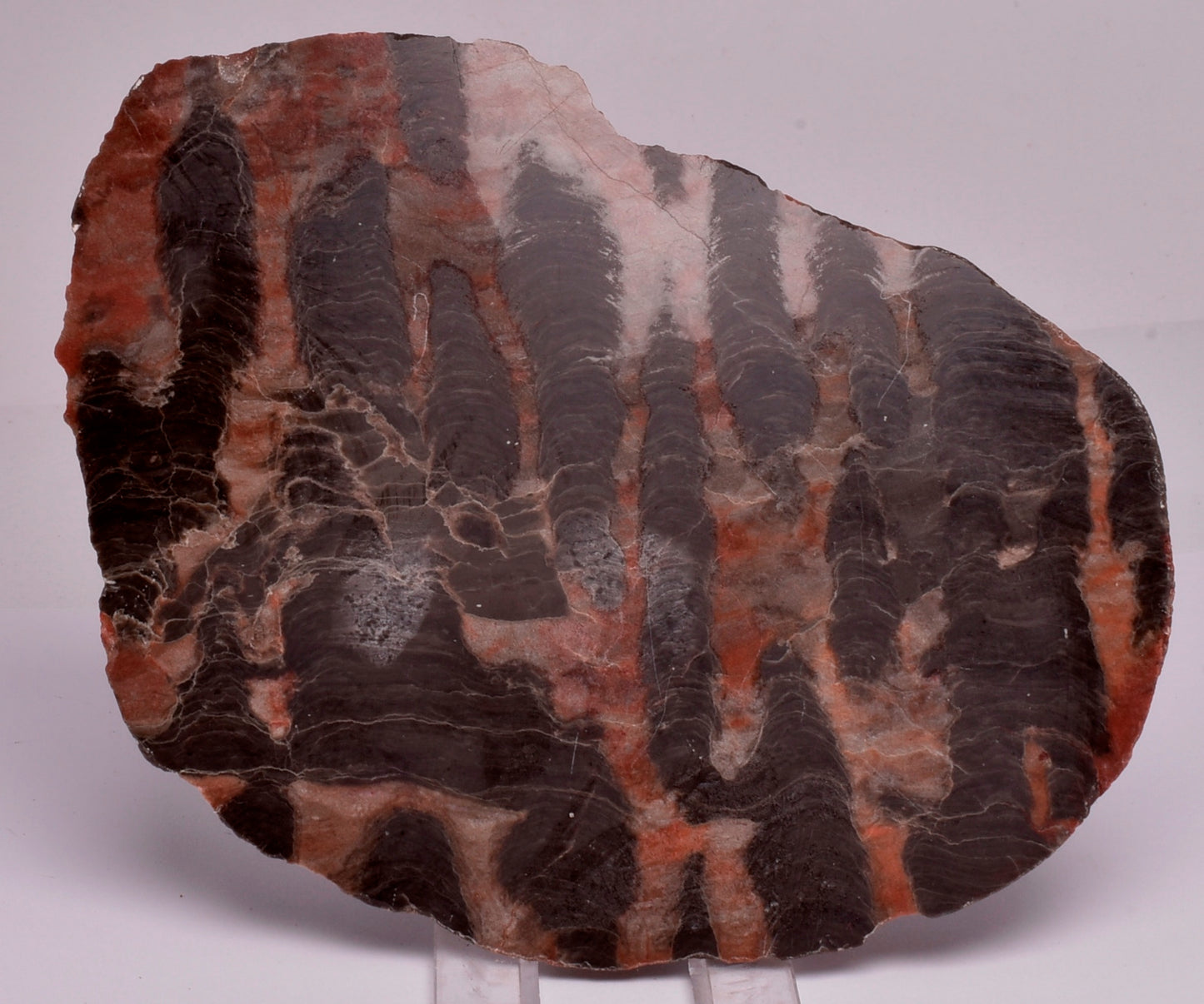 Stromatolite Inzeria Intia Fossil Polished Slice, N.T Australia S294