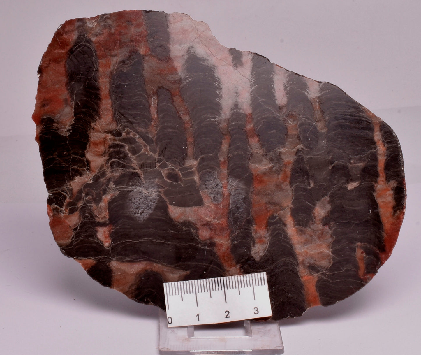 Stromatolite Inzeria Intia Fossil Polished Slice, N.T Australia S294