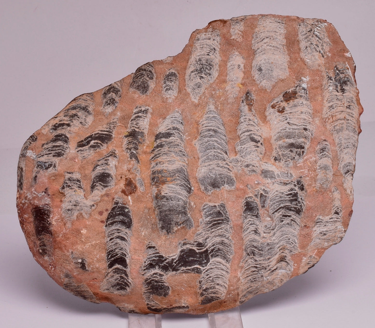 Stromatolite Inzeria Intia Fossil Polished Slice, N.T Australia S294