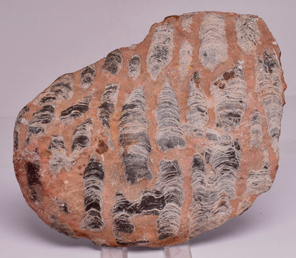 Stromatolite Inzeria Intia Fossil Polished Slice, N.T Australia S294