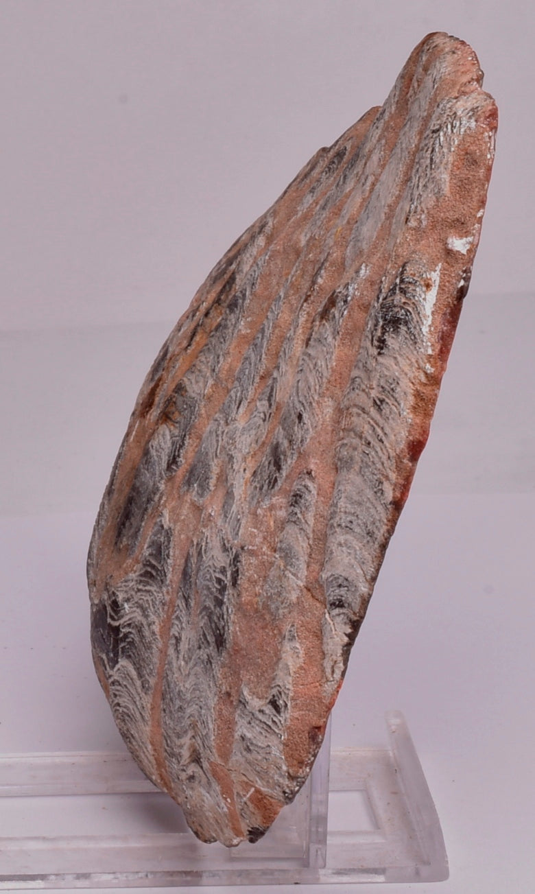Stromatolite Inzeria Intia Fossil Polished Slice, N.T Australia S294