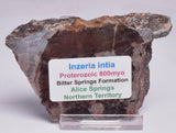 Stromatolite Inzeria Intia Fossil Polished Slice, N.T Australia S302
