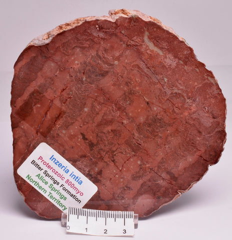 Stromatolite Inzeria Intia Fossil Polished Slice, N.T Australia S336