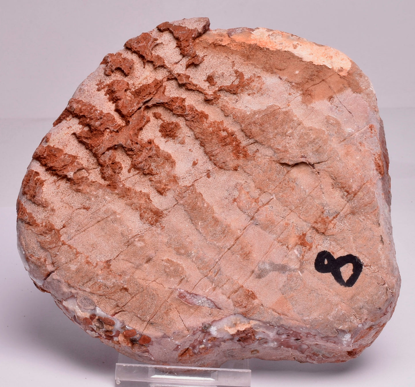 Stromatolite Inzeria Intia Fossil Polished Slice, N.T Australia S336