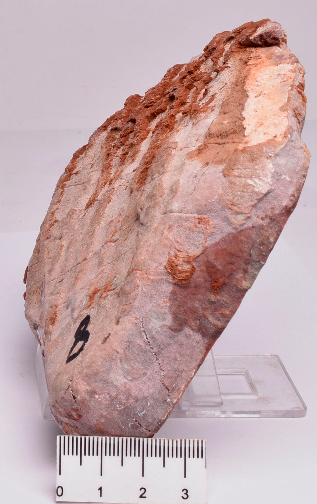 Stromatolite Inzeria Intia Fossil Polished Slice, N.T Australia S336
