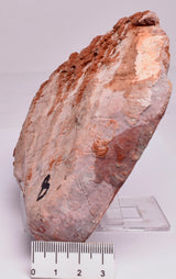 Stromatolite Inzeria Intia Fossil Polished Slice, N.T Australia S336