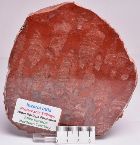 Stromatolite Inzeria Intia Fossil Polished Slice, N.T Australia S335